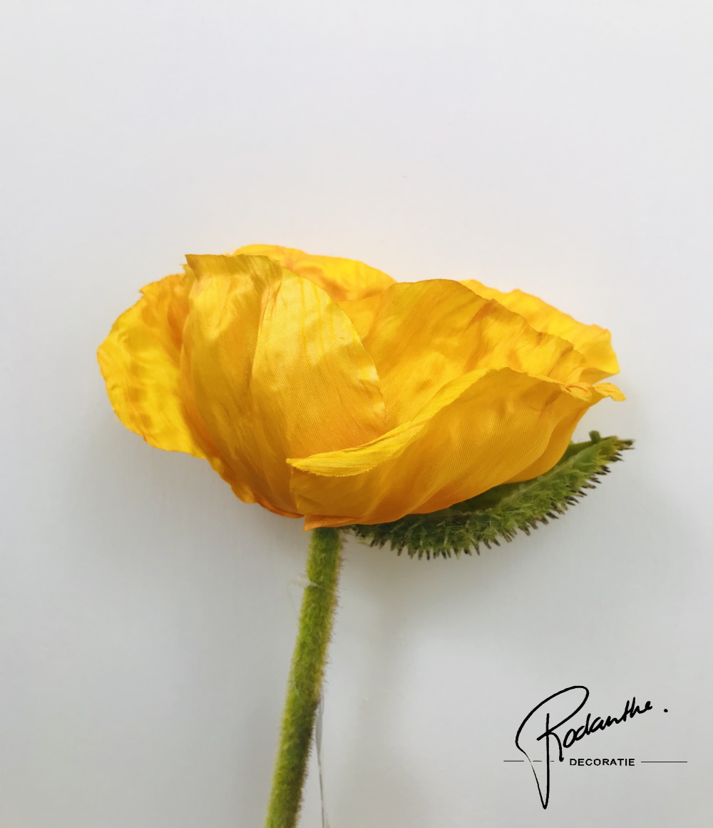 Papaver licht oranje