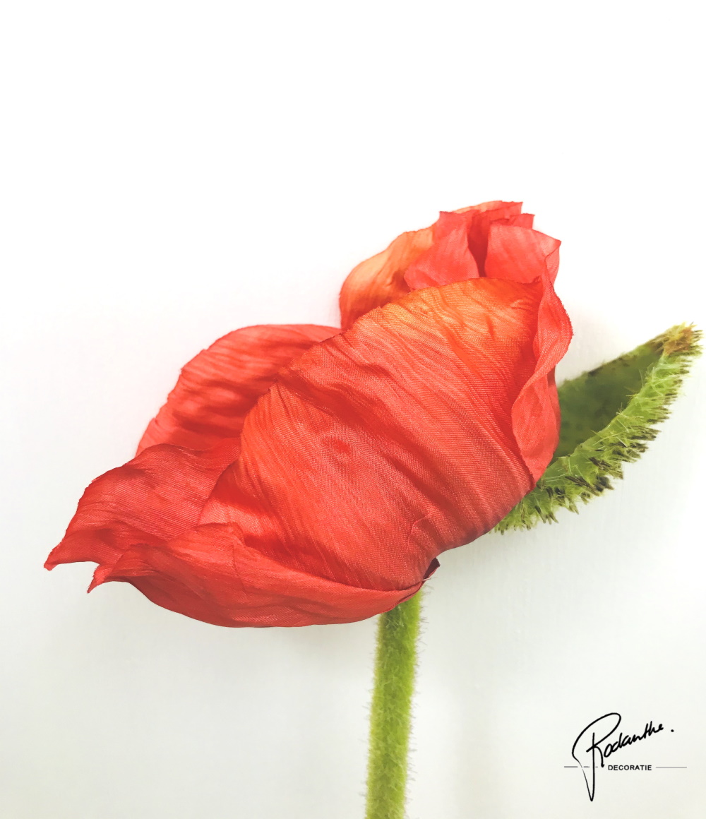 Papaver rood