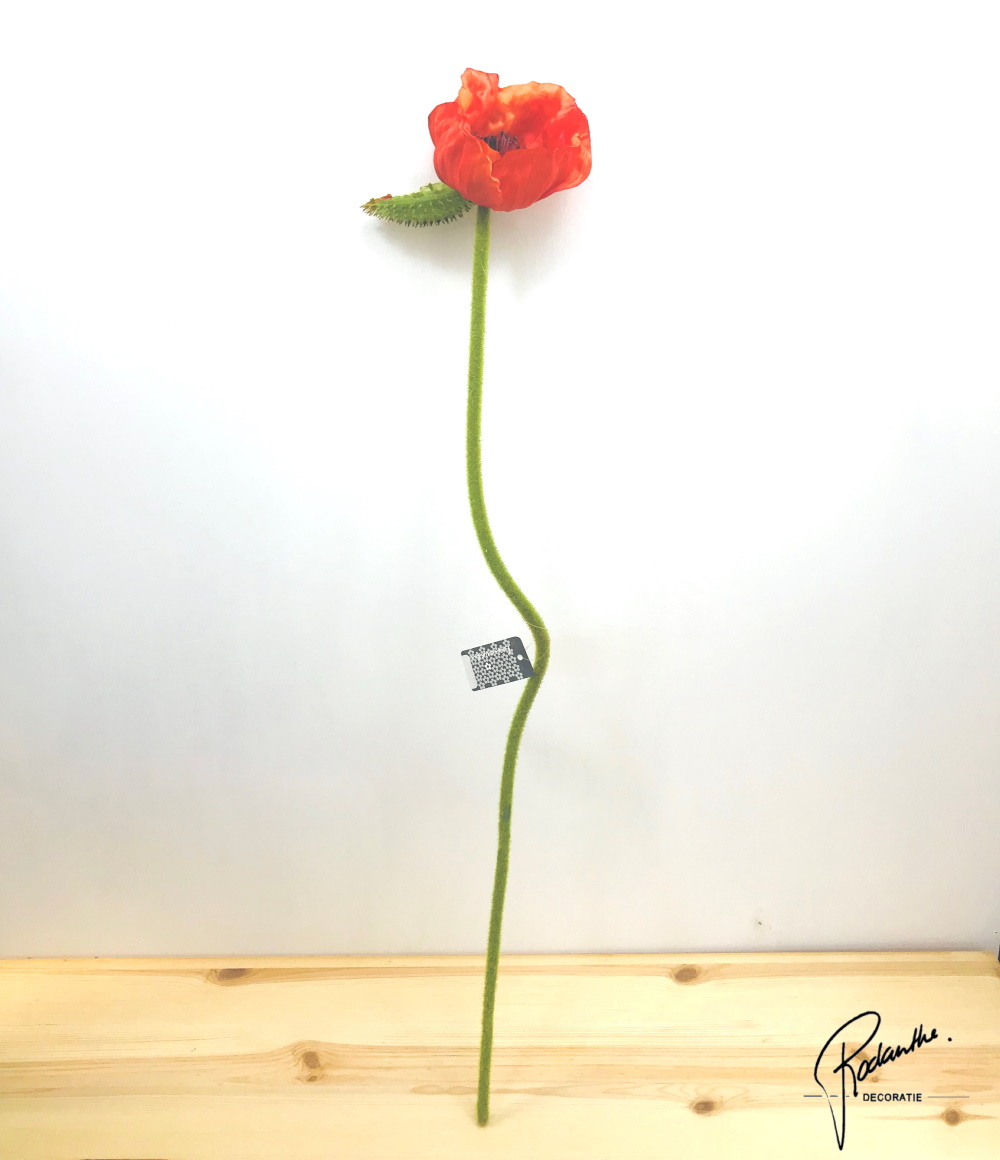 Papaver oranje