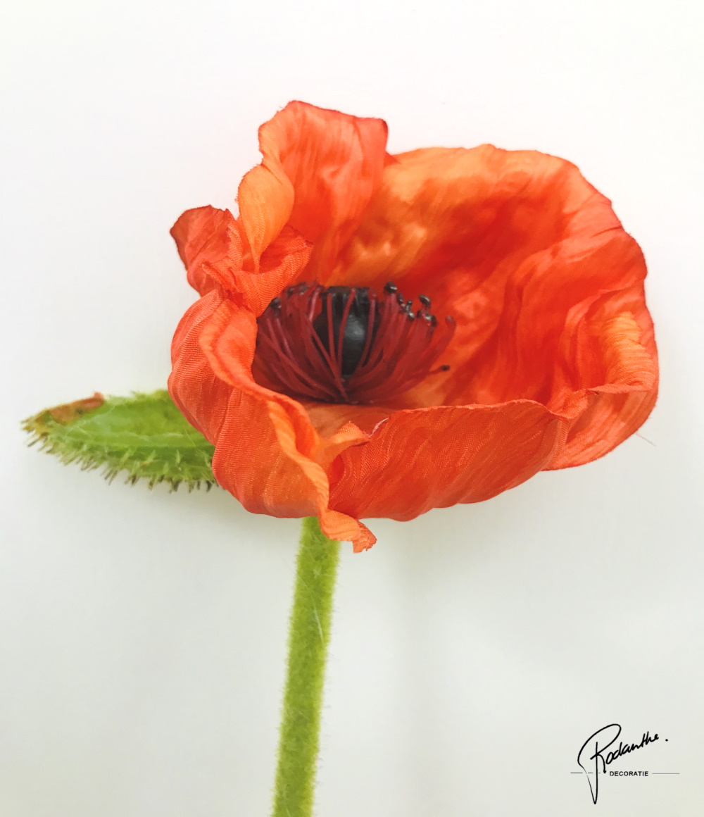 Papaver oranje