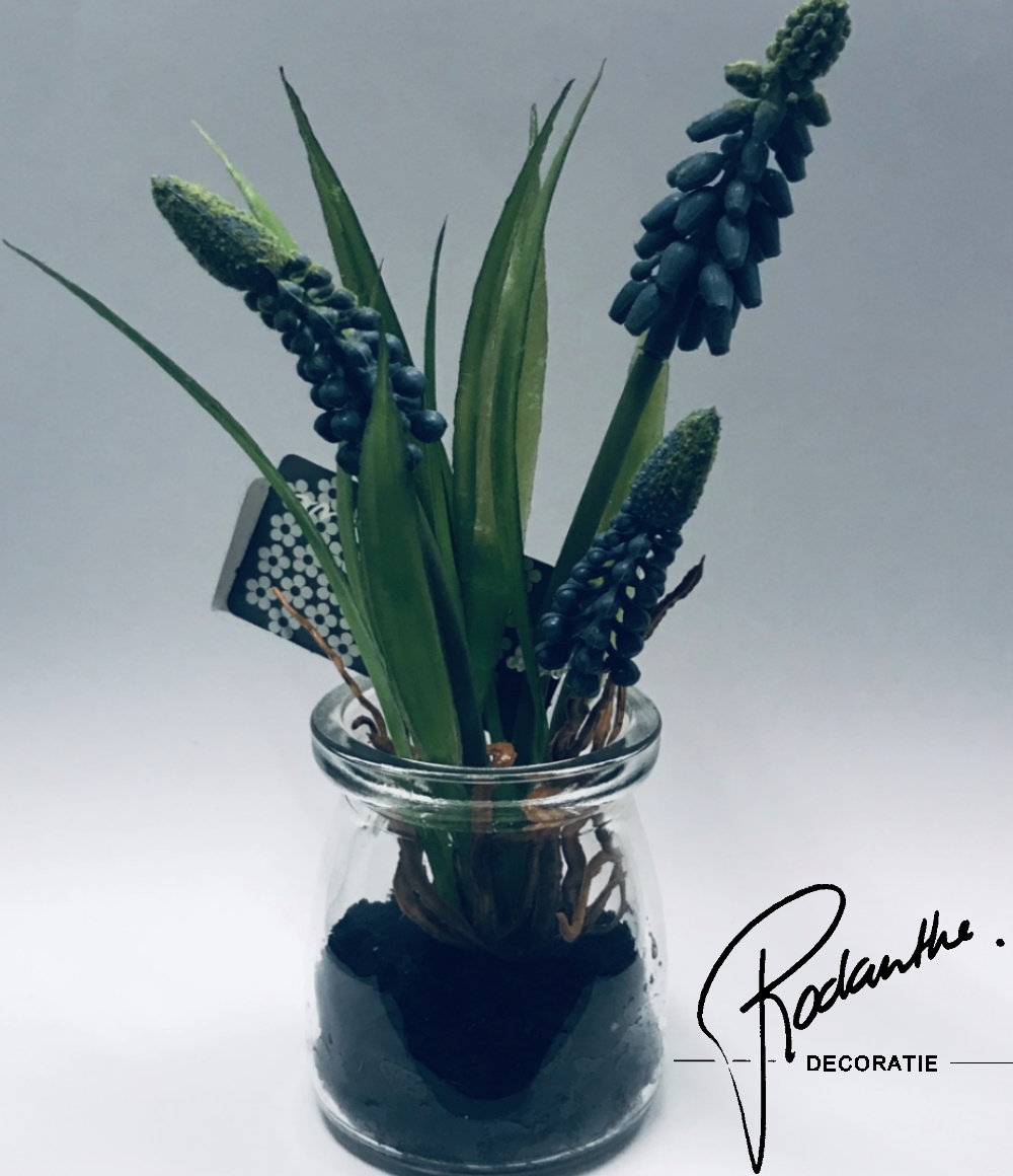 Muscari in glas blauw